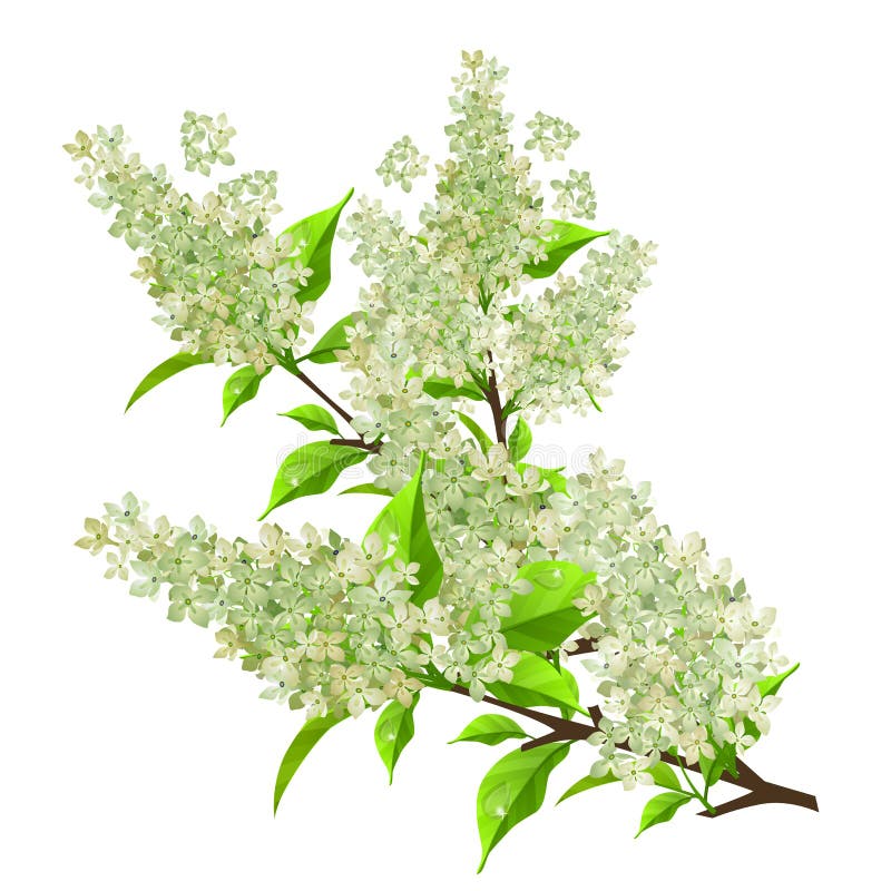 Branch of white lilac with leaves isolated. On white vector illustration