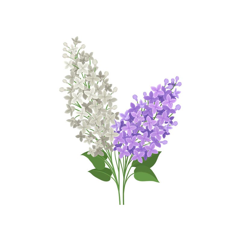 Branch of white and purple lilac flowers. Beautiful spring bouquet. Garden plant. Flat vector design. Branch of white and purple lilac flowers. Beautiful spring royalty free illustration