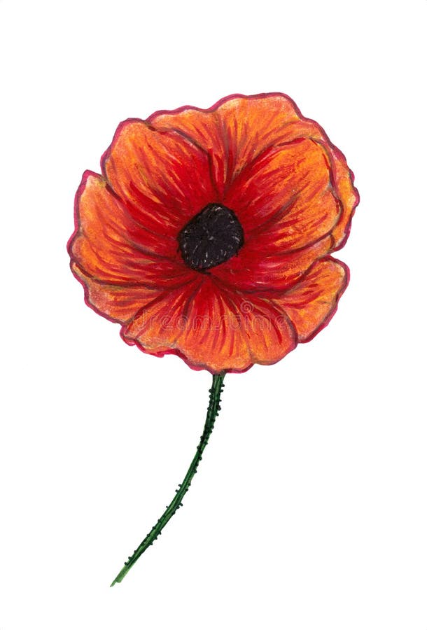 Bright red poppy isolated on white background. Beautiful flower. Pencil drawing. Hand drawn illustration.  vector illustration