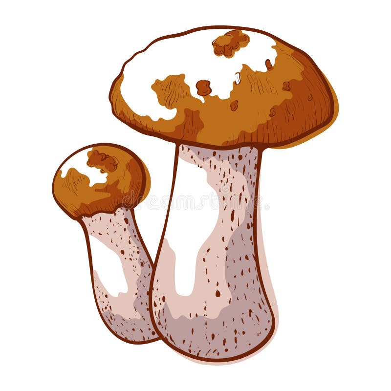 Brown cap boletus icon, autumn forest mushroom stock illustration