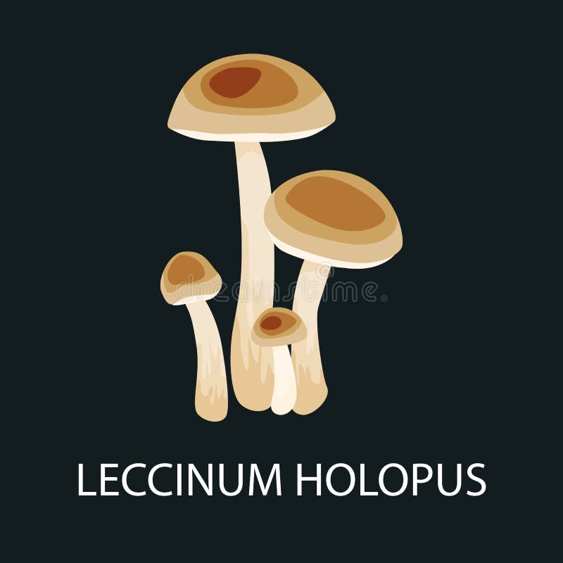 Brown cap boletus leccinum holopus, mushroom in a forest. Wild Foraged , Vector edible natural mushrooms in vector illustration