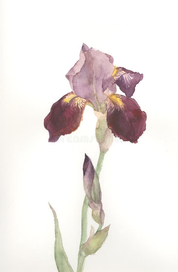 Brown iris flower watercolor drawing. A hand drawn watercolor of a brown iris flower vector illustration