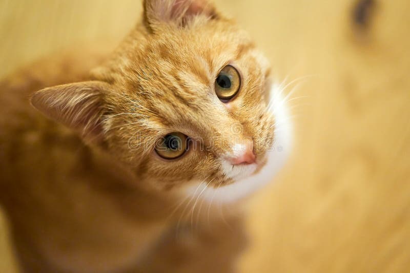 Cute cat looking into the camera royalty free stock photography