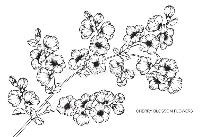 Cherry blossom flowers drawing and sketch with line-art. On white backgrounds vector illustration