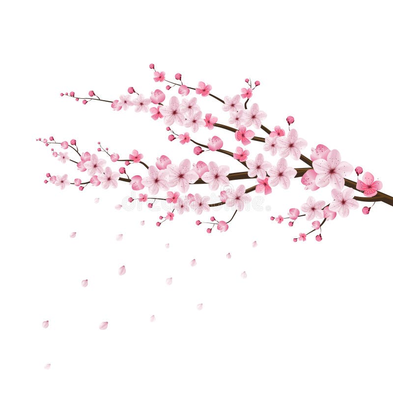 Cherry blossom realistic vector, sakura, japan. Vector stock illustration