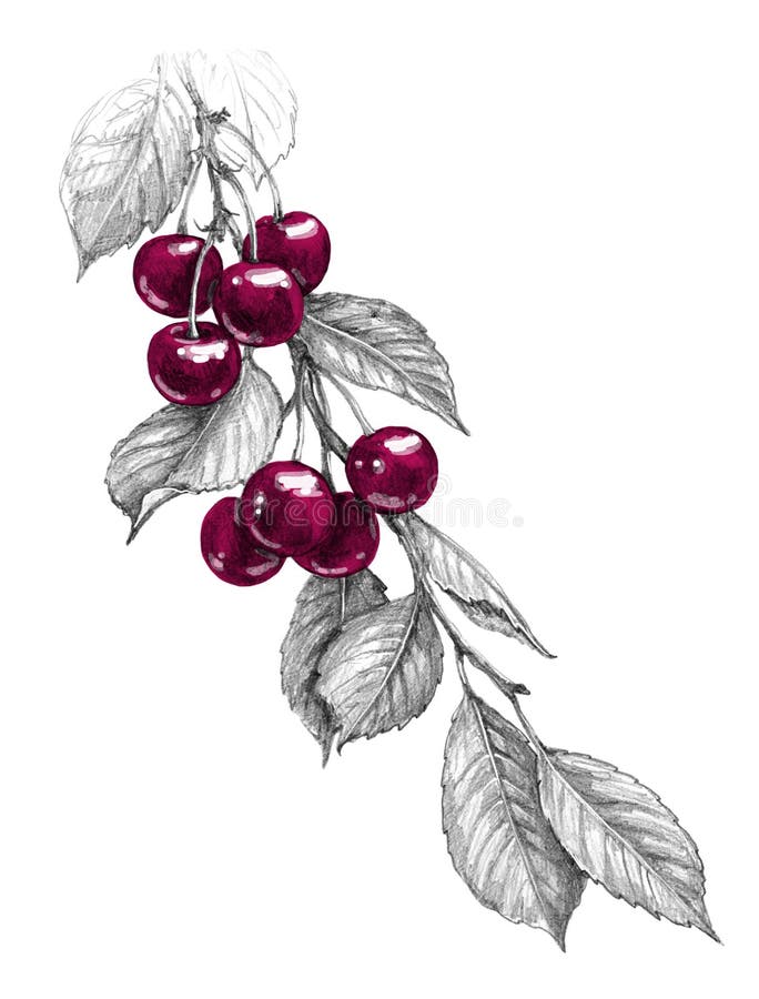 Cherry Branch with Red Berries Pencil Drawing. Hand drawn cherry branch with red berries and monochrome leaves isolated on white background. Pencil drawing stock illustration