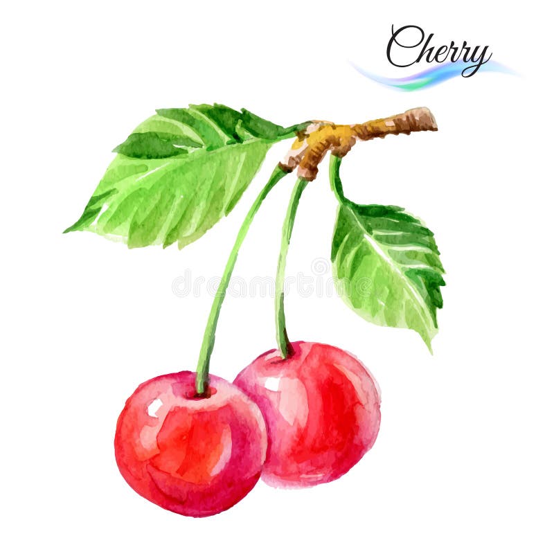 Cherry. Drawing watercolor on white background royalty free illustration
