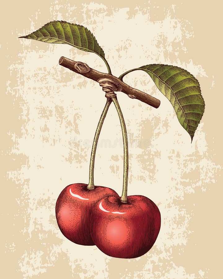 Cherry hand drawing vintage engraving illustration. On grunge background vector illustration