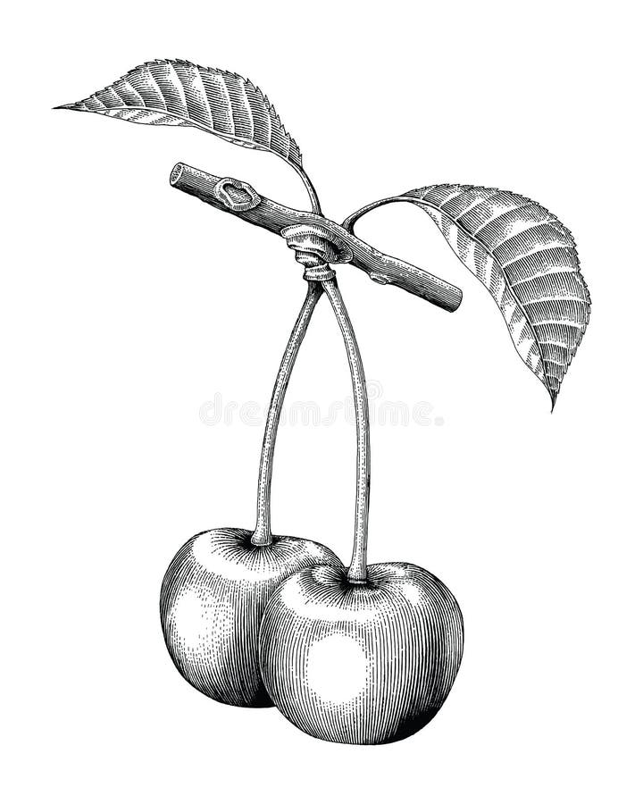 Cherry hand drawing vintage engraving illustration. Isolated on white background stock illustration
