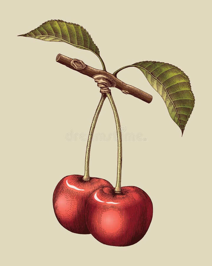 Cherry hand drawing vintage engraving illustration. And fill color stock illustration