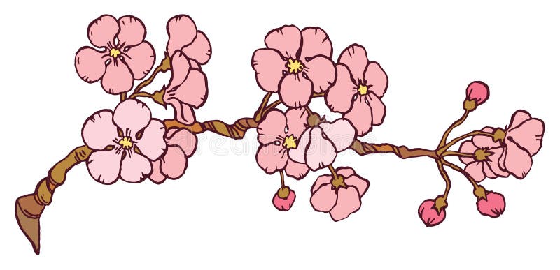 Cherry or japan sakura branch. In blossom on a white - Hand drawing Vector illustration vector illustration