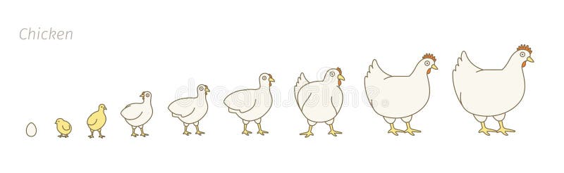Chicken farm. Stages of poultry growth set. Breeding fowl. Hen production. Chicken raising. Chick grow up animation progression. Colorful flat vector royalty free illustration