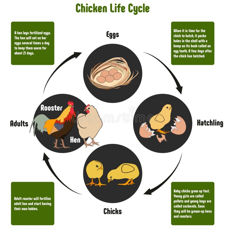 Chicken Life Cycle Diagram. With all stages including eggs hatching chicks and adult rooster hen simple useful chart for biology science education stock illustration