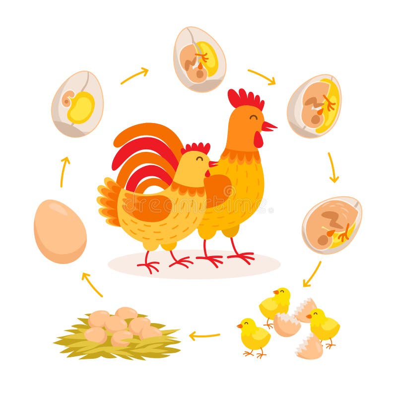 Chicken life cycle, embryo development from egg to hatching chicken. Cute hen and Rooster having babies chicks cartoon. Characters isolated on white background royalty free illustration