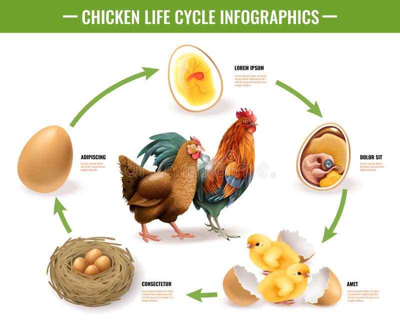 Chicken Life Cycle Infographics. Chicken life cycle stages realistic infographic composition from fertile eggs embryo development to hatching chicks vector vector illustration