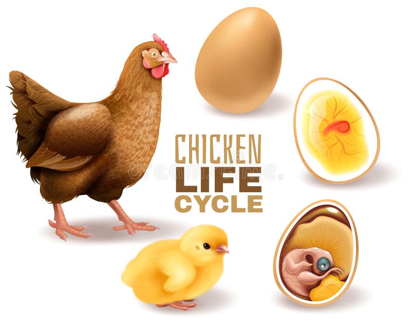 Chicken Life Cycle Set. Chicken life cycle stages realistic composition from fertile egg embryo development hatching to adult hen vector illustration stock illustration