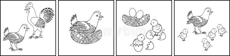Chicken life cycle. Stages of chicken growth from egg to adult bird stock illustration
