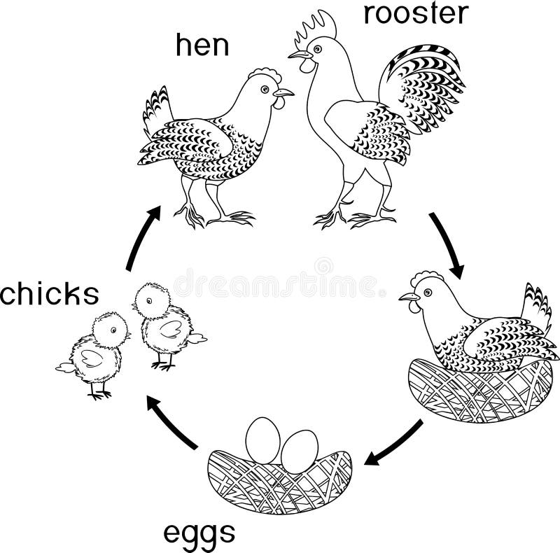 Chicken life cycle. Stages of chicken growth from egg to adult bird vector illustration