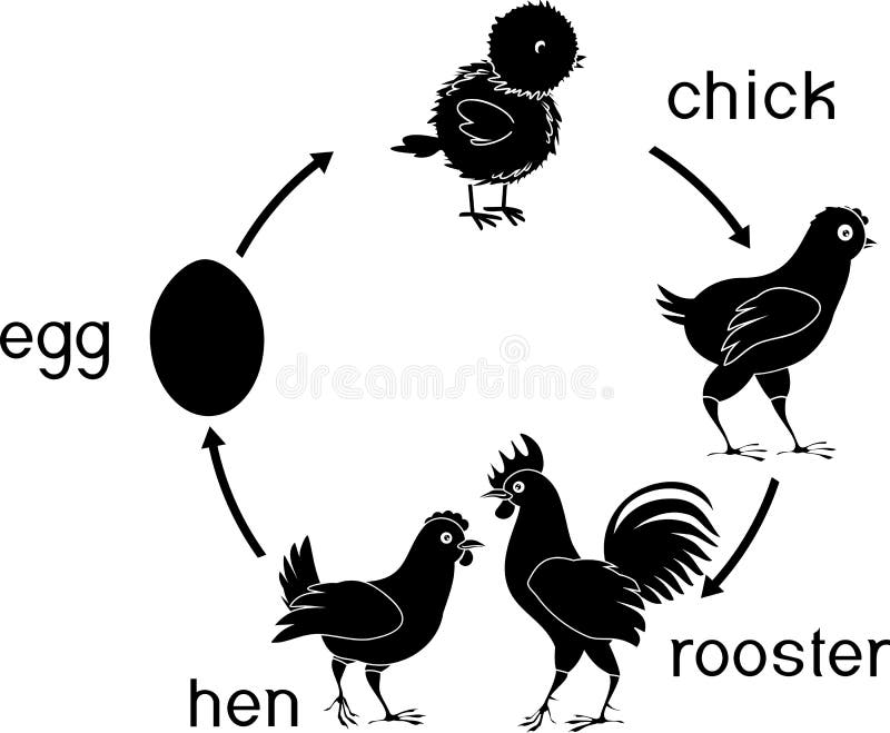 Chicken life cycle with titles. Isolated on white background vector illustration