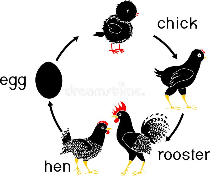 Chicken life cycle with titles. Stages of chicken growth from egg to adult bird stock illustration