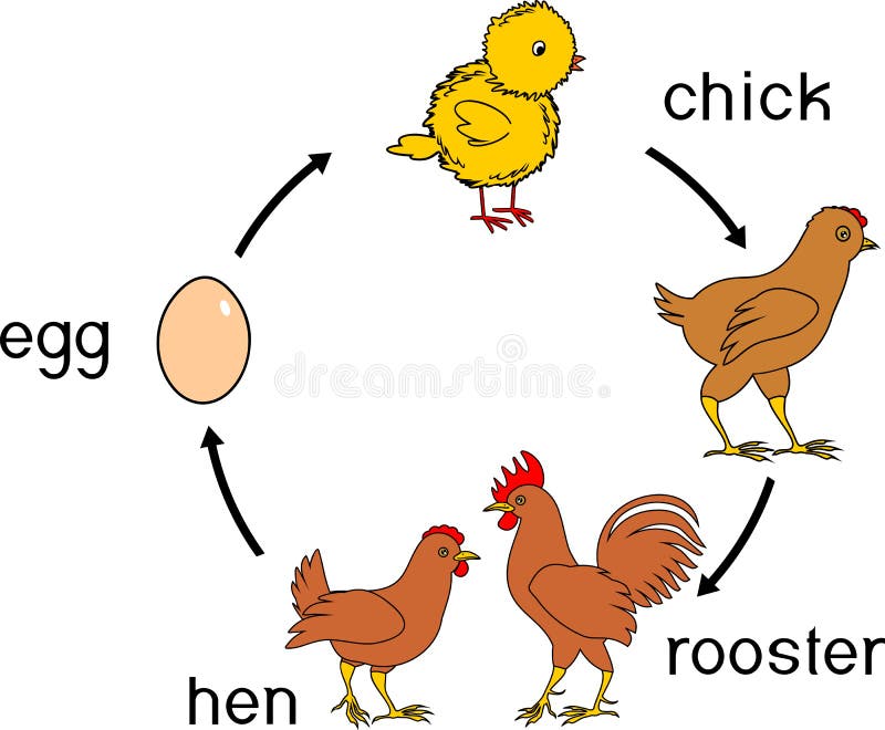 Chicken life cycle with titles. Isolated on white background royalty free illustration