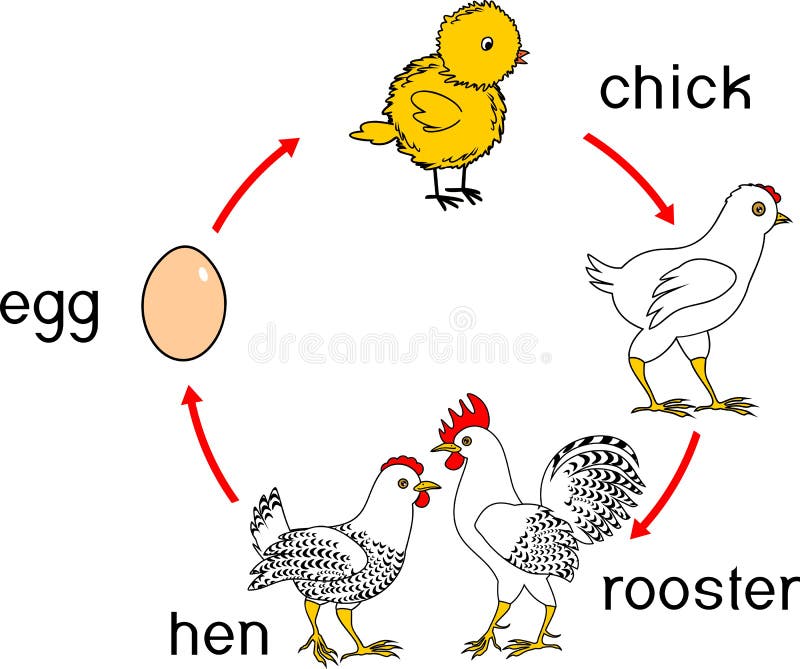 Chicken life cycle with titles. Stages of chicken growth from egg to adult bird royalty free illustration