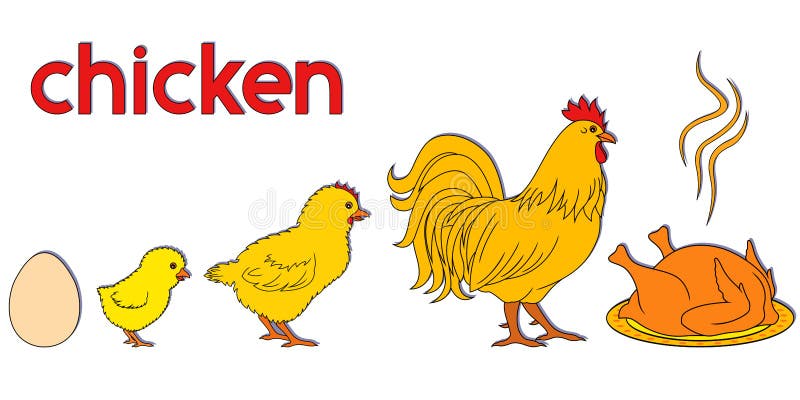 Chicken life way. Conceptual cartoon vector illustration with stages of born, growth and ending of domestic bird royalty free illustration