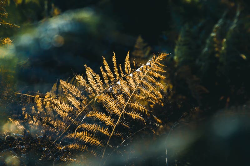 A close up of bracken back lighted by beautiful golden light on an autumn afternoon in an English woodland royalty free stock photos