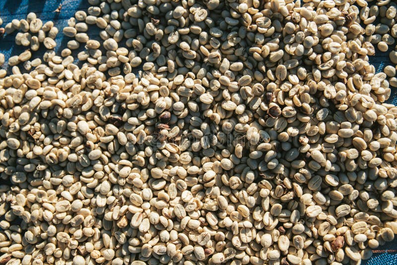 Close up Sun dried Arabica coffee beans on blue net with copy space in the Akha village of Maejantai on the hill in Chiang Mai. Close up Sun dried Arabica royalty free stock photo Close up Sun dried Arabica coffee beans on blue net with copy space in the Akha village of Maejantai on the hill in Chiang Mai. Close up Sun dried Arabica royalty free stock photo