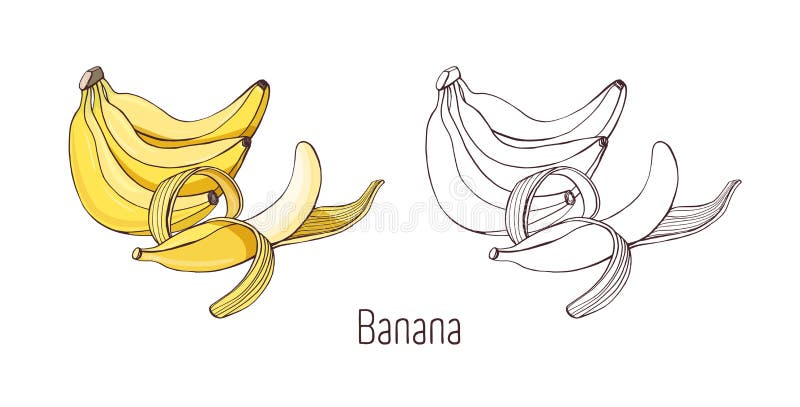 Colored and outline monochrome drawings of unpeeled and half peeled banana. Bunch of delicious sweet tropical fruit of. Cultivated plant hand drawn in elegant vector illustration