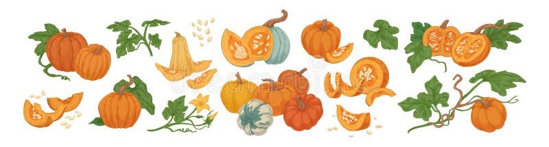 Colored pumpkin hand drawn set vector graphic illustration. Collection of colorful drawing autumn vegetable whole, slice royalty free illustration