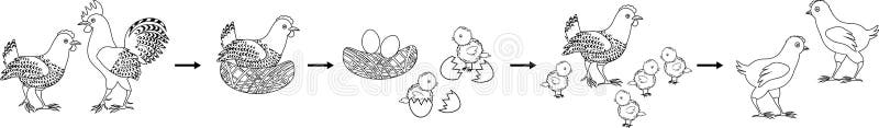 Coloring page. Chicken life cycle. Coloring page with chicken life cycle vector illustration