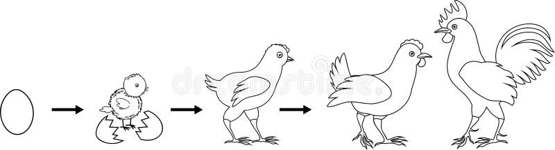Coloring page. Stages of chicken growth from egg to adult bird. Coloring page with stages of chicken growth from egg to adult bird stock illustration