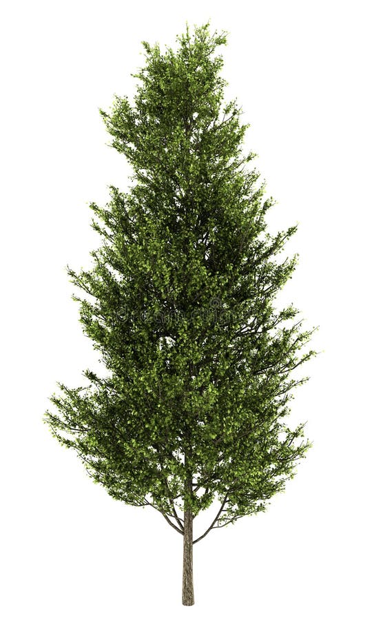 Common aspen isolated on white. Background royalty free illustration Common aspen isolated on white. Background royalty free illustration