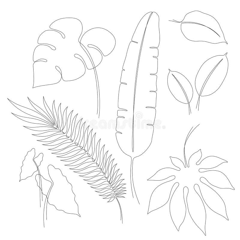 Continuous line drawings of various tropical leaves. Single line vector leaves of Monstera, Aralia, Ficus, Aglaonema, Caladium, banana and palm, contour line vector illustration