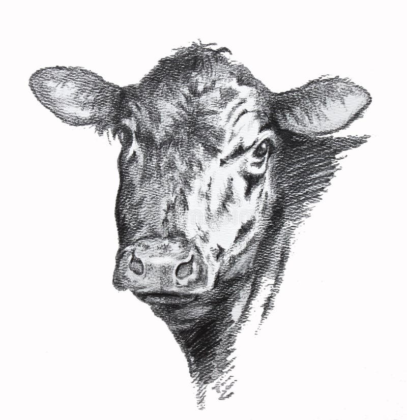 Cow pencil drawing royalty free illustration