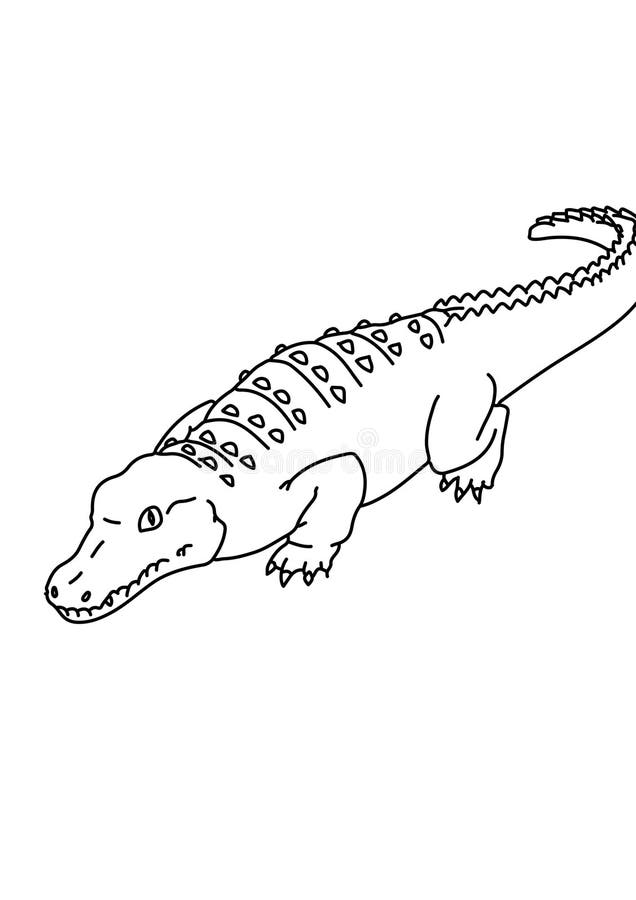 Crocodile black and white lineart drawing illustration. Hand drawn lineart illustration in black and white. Crocodile black and white lineart drawing royalty free illustration