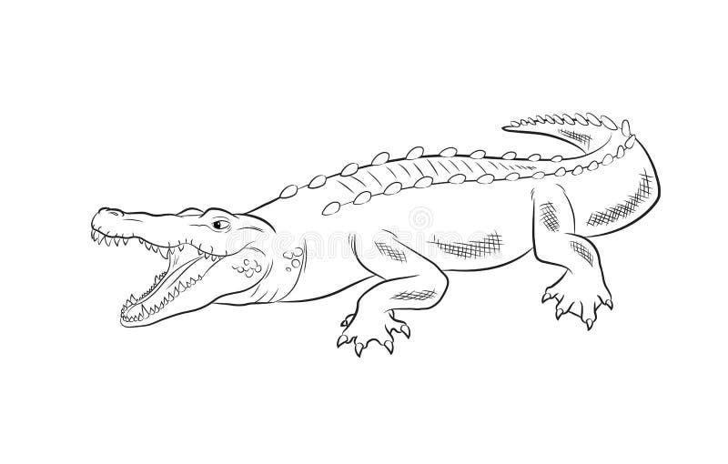 Crocodile Drawing Vector Illustration. Design royalty free illustration