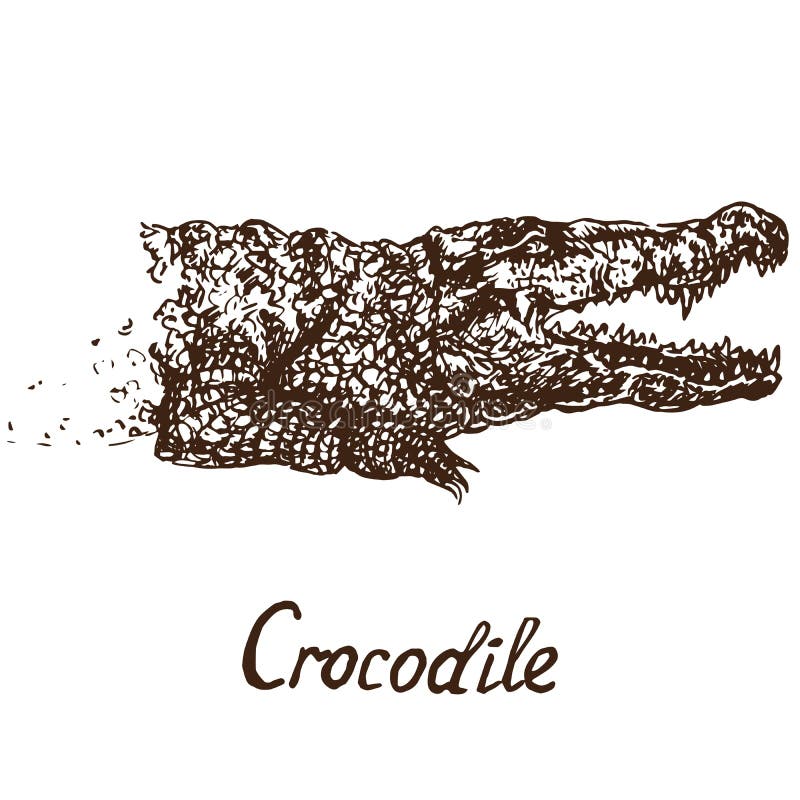 Crocodile true crocodile face, hand drawn doodle, sketch. Crocodile true crocodile face, hand drawn doodle simple drawing vector illustration with inscription stock illustration