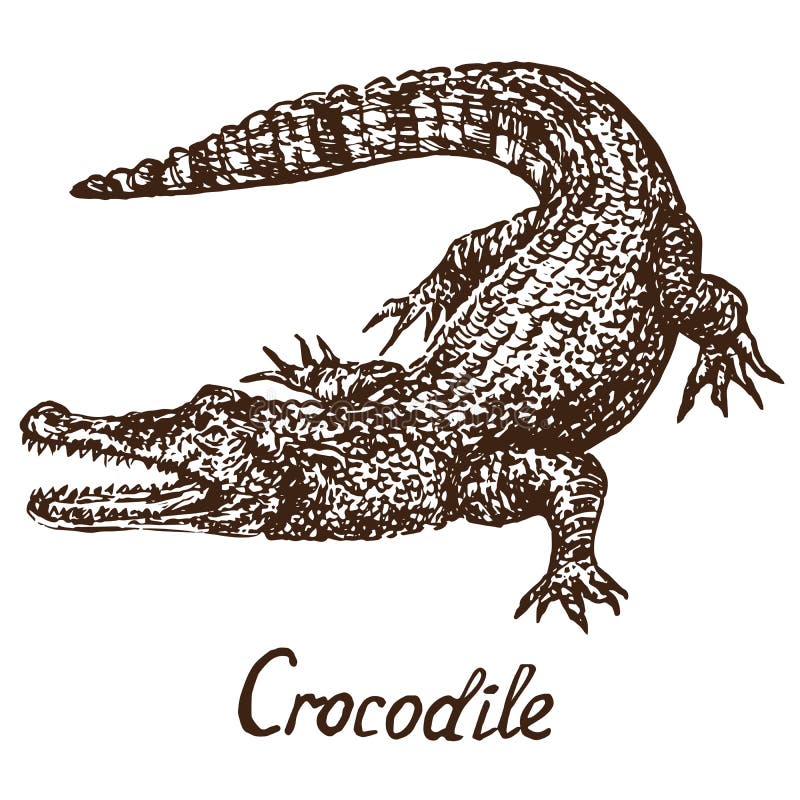 Crocodile true crocodile, hand drawn doodle, sketch. Crocodile true crocodile, hand drawn doodle simple drawing vector illustration with inscription stock illustration