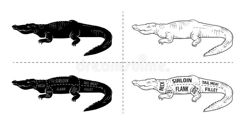 Cut of crocodile set. Poster Butcher diagram - desert-ship. Vintage typographic hand-drawn. Vector illustration stock illustration