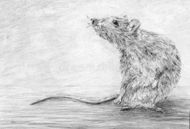 Cute rat. Chinese new year symbol 2020. hand drawn graphite pencil illustration stock illustration