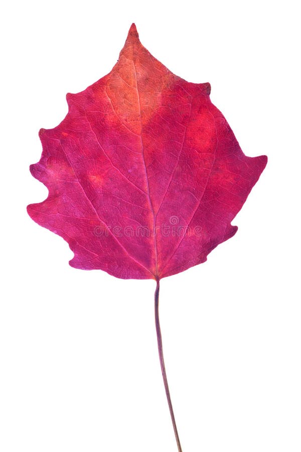 Dark red aspen fall leaf isolated on white. Background stock photos Dark red aspen fall leaf isolated on white. Background stock photos