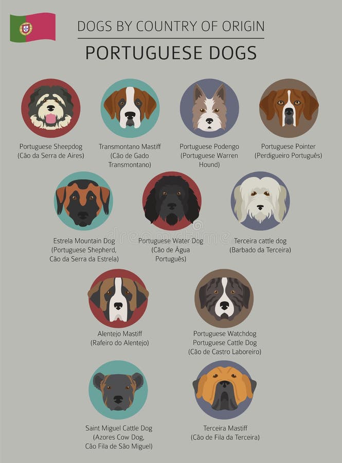 Dogs by country of origin. Portuguese dog breeds. Infographic te. Mplate. Vector illustration vector illustration Dogs by country of origin. Portuguese dog breeds. Infographic te. Mplate. Vector illustration vector illustration