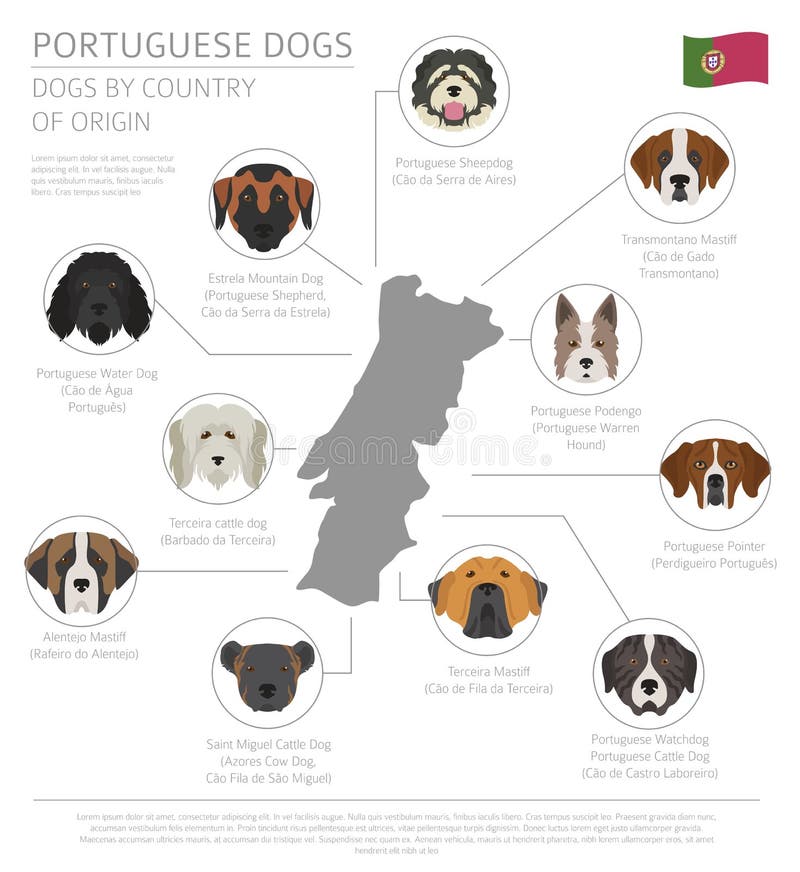 Dogs by country of origin. Portuguese dog breeds. Infographic te. Mplate. Vector illustration royalty free illustration Dogs by country of origin. Portuguese dog breeds. Infographic te. Mplate. Vector illustration royalty free illustration
