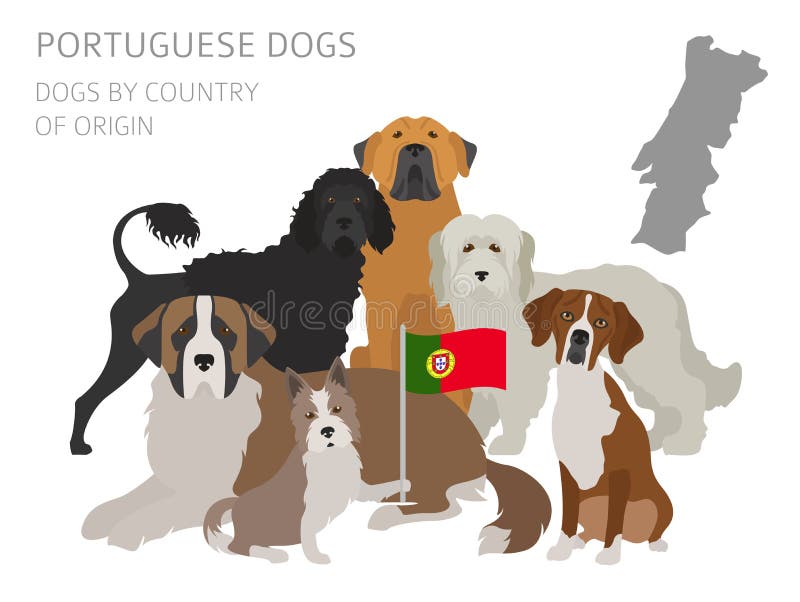 Dogs by country of origin. Portuguese dog breeds. Infographic te. Mplate. Vector illustration vector illustration Dogs by country of origin. Portuguese dog breeds. Infographic te. Mplate. Vector illustration vector illustration