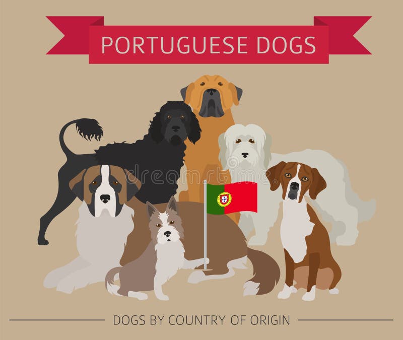 Dogs by country of origin. Portuguese dog breeds. Infographic te. Mplate. Vector illustration stock illustration Dogs by country of origin. Portuguese dog breeds. Infographic te. Mplate. Vector illustration stock illustration