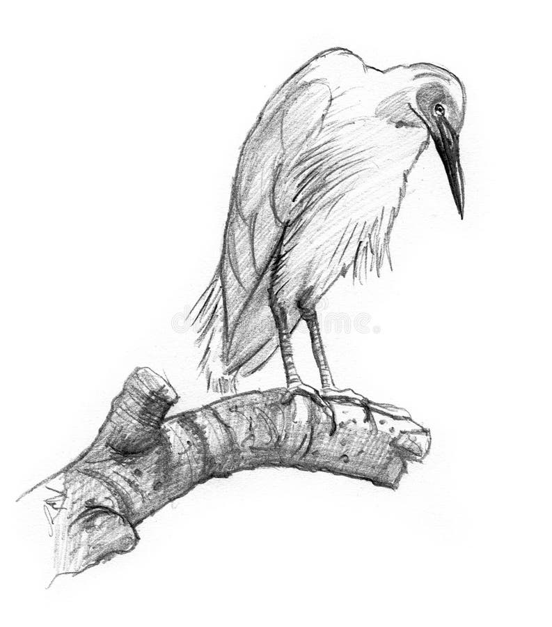 Drawing of a bird on a limb royalty free illustration