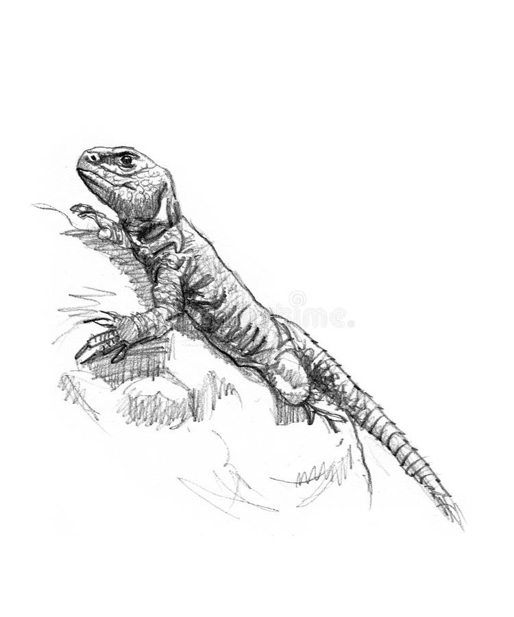 Drawing of a lizard vector illustration