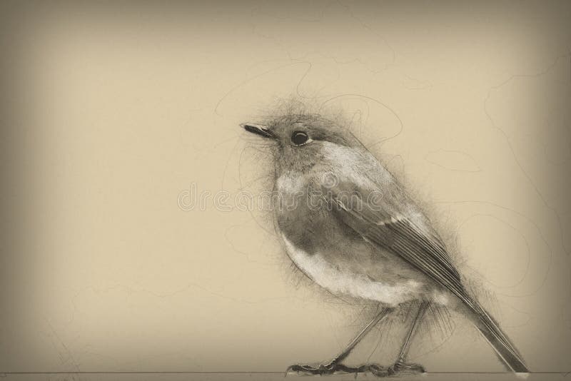 European robin. Original digital pencil drawing. vector illustration